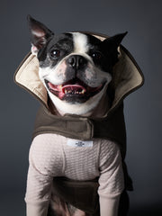 Dog wearing stylish layered outfit