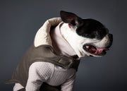 Dog wearing stylish layered clothes