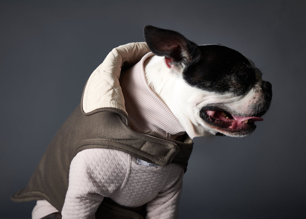 Dog wearing stylish layered clothes