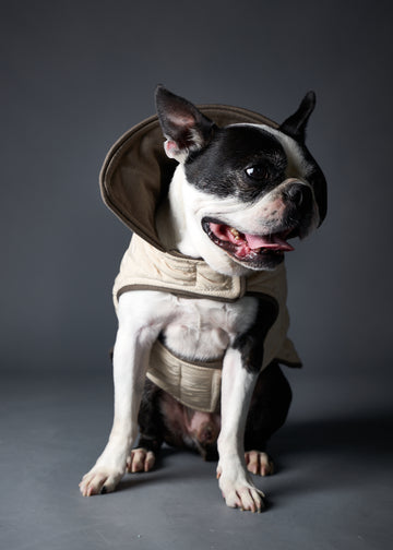 Boston Terrier wearing a quilted creme jacket for stylish warmth in chilly weather