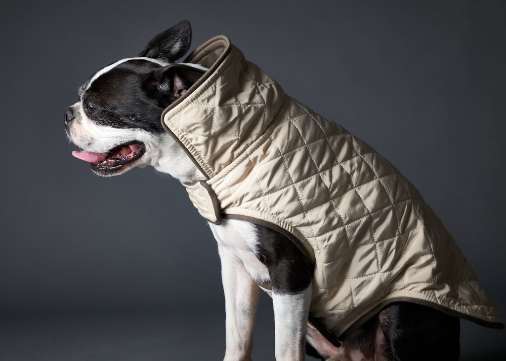 Boston Terrier wearing a quilted creme jacket for stylish warmth in chilly weather