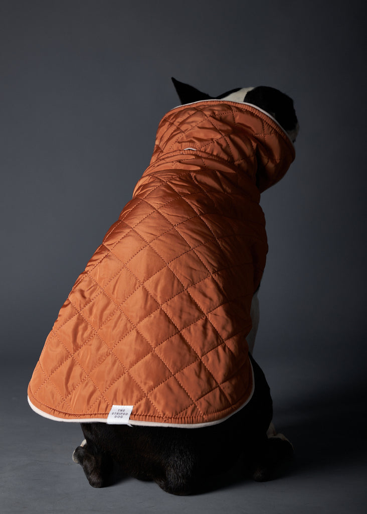 Boston Terrier wearing a quilted terracotta jacket for stylish warmth in chilly weather