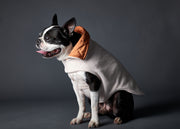 Boston Terrier wearing a reversible jacket for stylish warmth in chilly weather