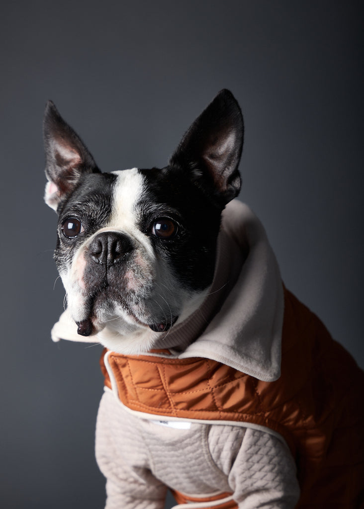 Boston Terrier wearing a quilted terracotta jacket for stylish warmth in chilly weather