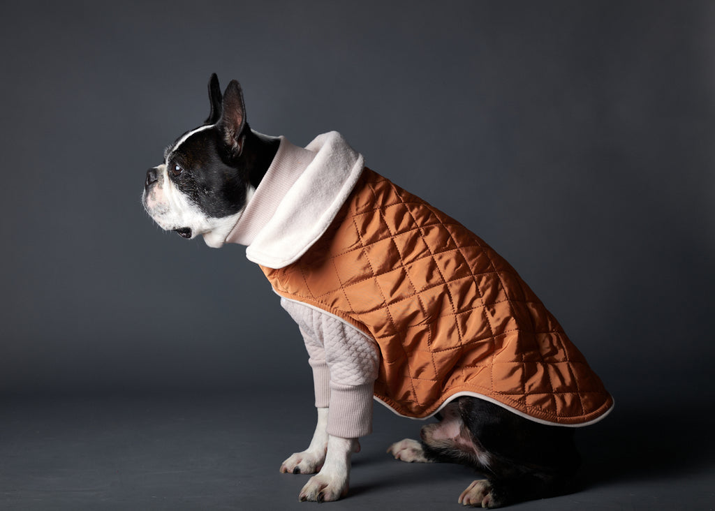 Boston Terrier wearing a quilted terracotta jacket layered with a sand sweater for stylish warmth in chilly weather