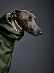 Italian Greyhound / Whippet Green Waterproof Hooded Cape PARAMOUNT