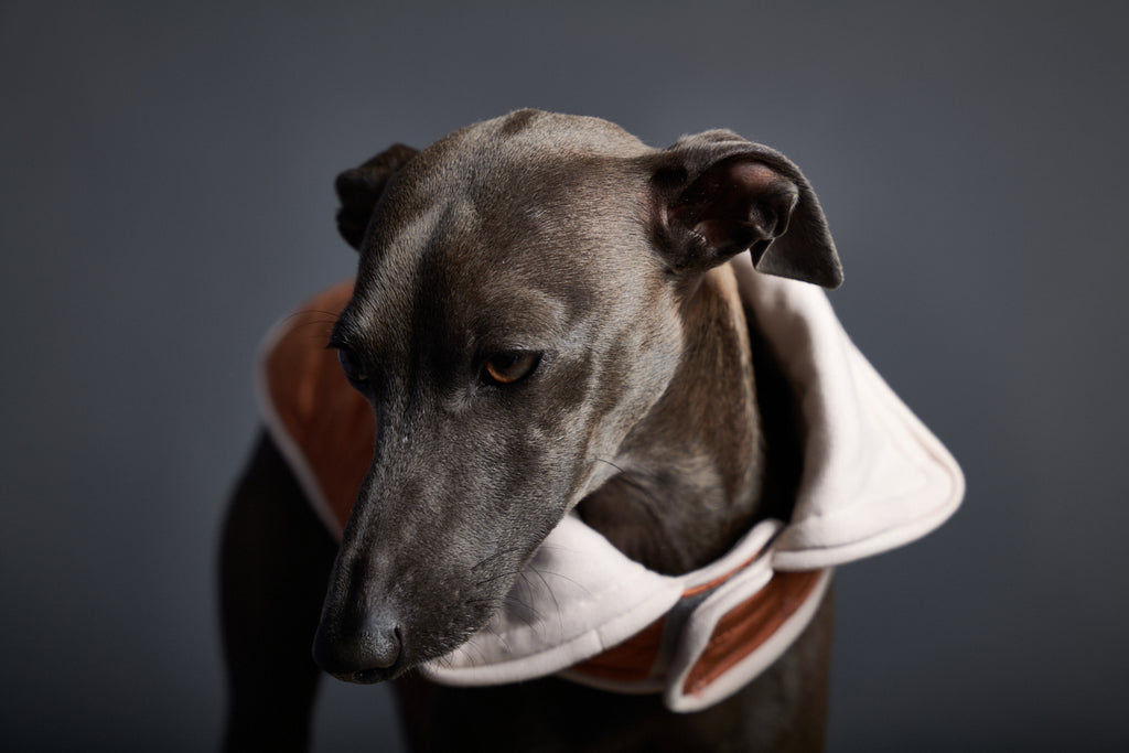Italian Greyhound wearing a quilted terracotta jacket for stylish warmth in chilly weather