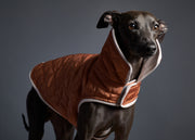 Italian Greyhound wearing a quilted terracotta jacket for stylish warmth in chilly weather