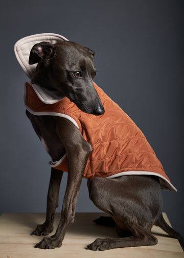 Italian Greyhound wearing a quilted terracotta jacket for stylish warmth in chilly weather