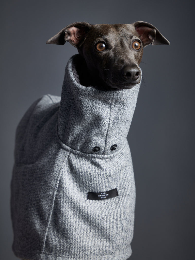 Stylish Italian Greyhound Fashion: Grey Turtleneck and Cape