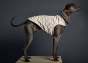 Italian Greyhound wearing a quilted creme jacket for stylish warmth in chilly weather