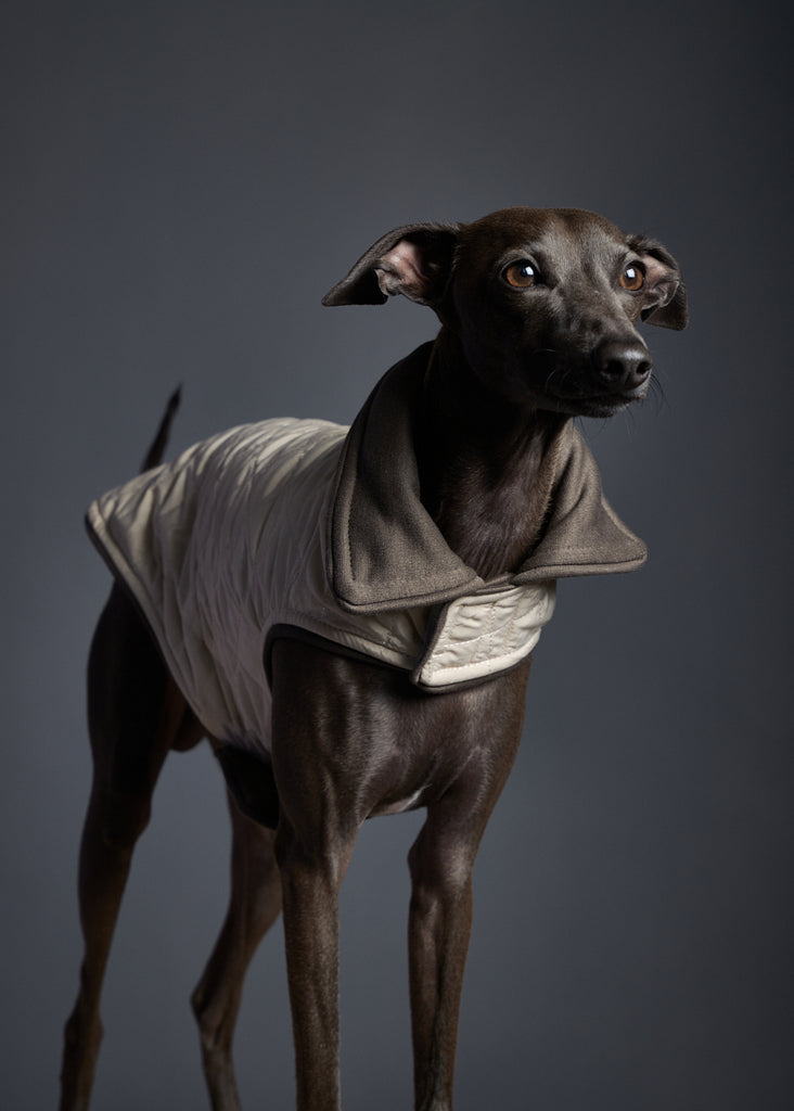Italian Greyhound wearing a quilted creme jacket for stylish warmth in chilly weather