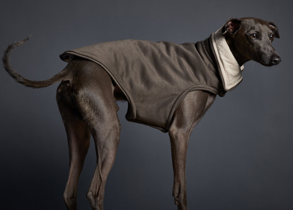 Italian Greyhound wearing a reversible jacket for stylish warmth in chilly weather