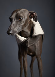Italian Greyhound wearing a quilted creme jacket for stylish warmth in chilly weather