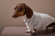 Dachshund Cream Turtleneck Sweater COVE