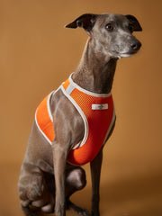Italian Greyhound / Whippet Orange Neoprene Harness with Reflective Stripe CLAREMONT