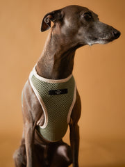 Italian Greyhound / Whippet Military Green Neoprene Harness with Reflective Stripe CLAREMONT