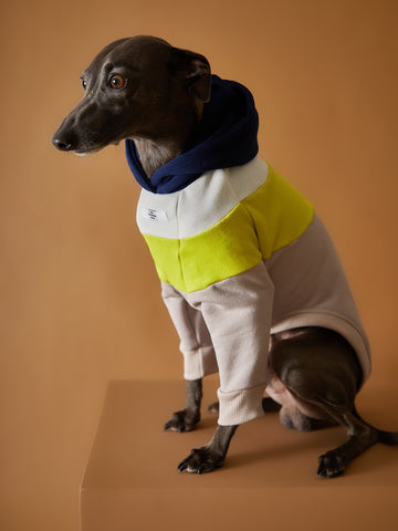 Color-blocked hoodie for Italian Greyhound and Whippet