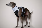 Italian Greyhound / Whippet Black Quilted Turtleneck Harness GADE