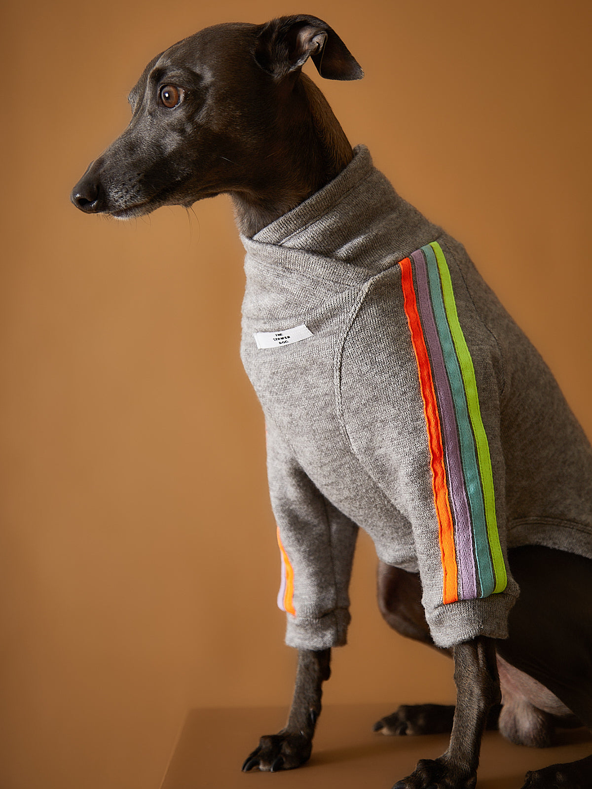 Italian Greyhound Whippet Grey Sweater with Multicolored Stripes on Sleeves ELLE