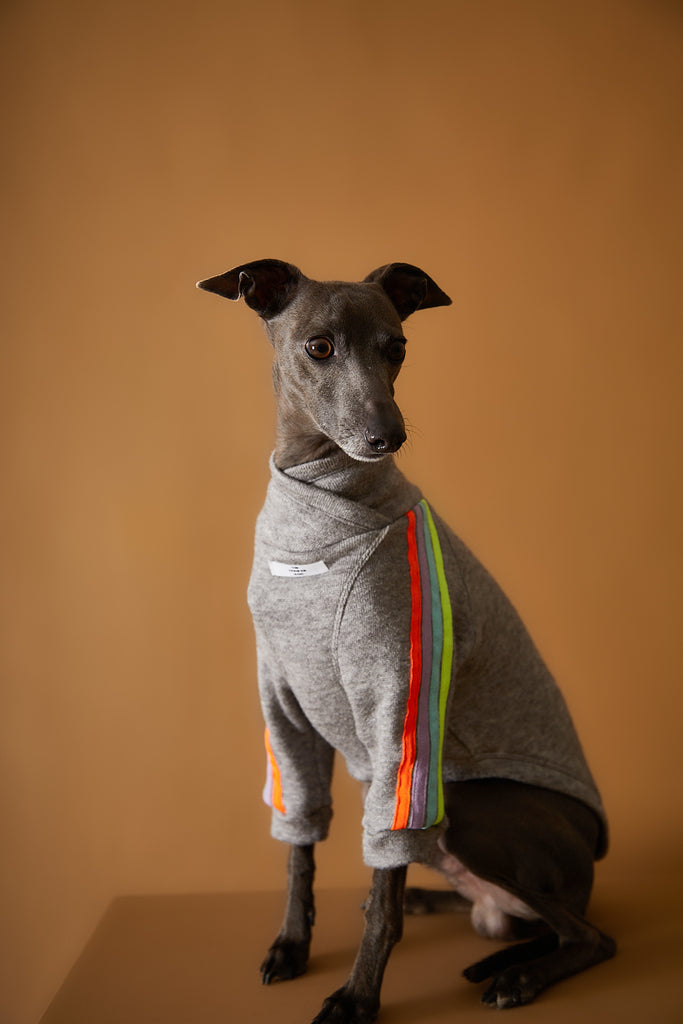 Grey sweater with neon stripes for Italian Greyhound