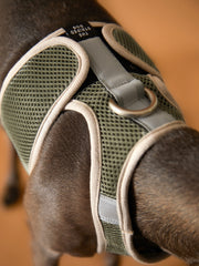 Italian Greyhound / Whippet Military Green Neoprene Harness with Reflective Stripe CLAREMONT