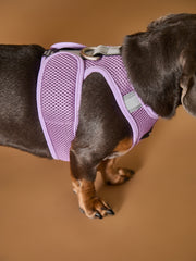 Lilac Neoprene Harness with Reflective Stripe CLAREMONT