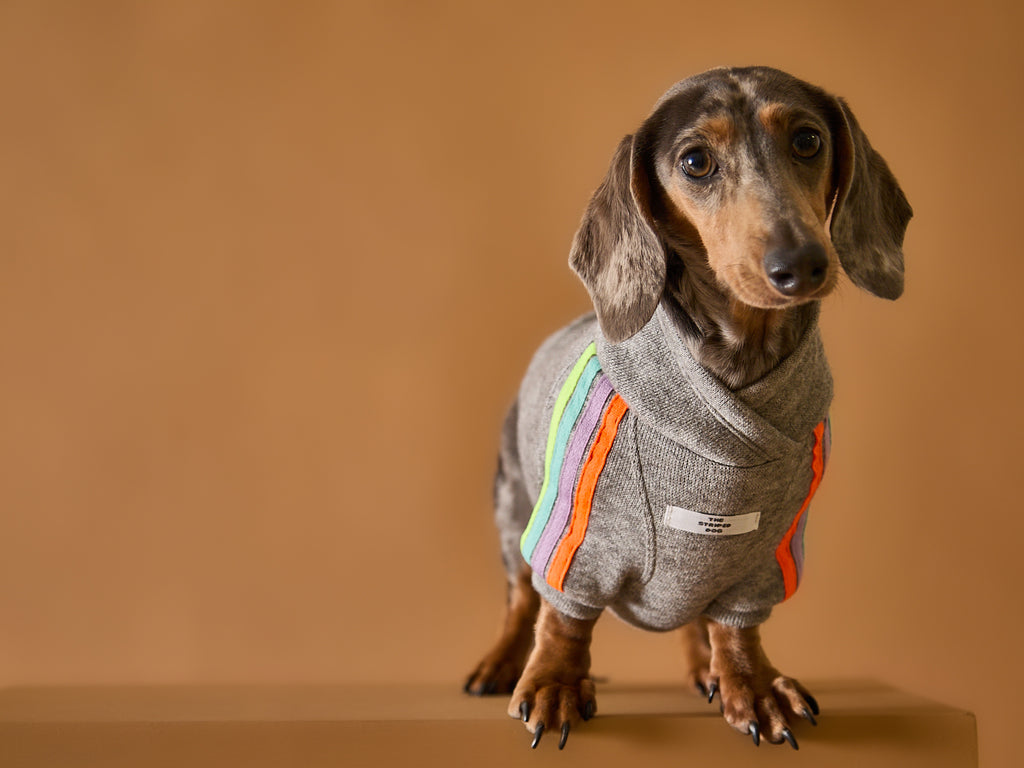 Grey sweater with neon for Dachshunds