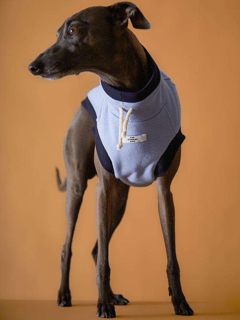 Italian Greyhound / Whippet Light Blue Turtleneck Vest SOPHIE