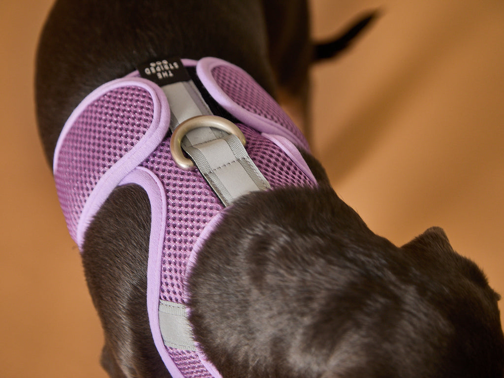 Lilac Neoprene Harness with Reflective Stripe CLAREMONT