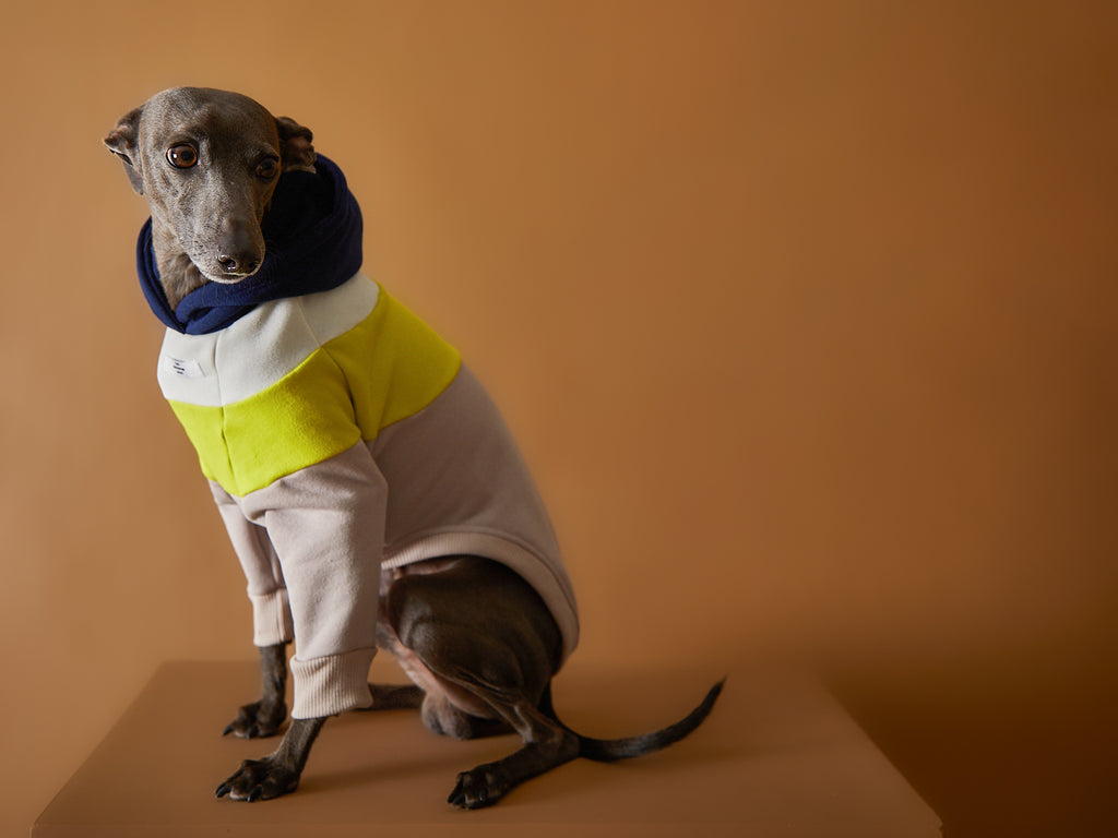 Color-blocked hoodie for Italian Greyhound and Whippet