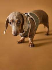 Military Green Neoprene Harness with Reflective Stripe CLAREMONT