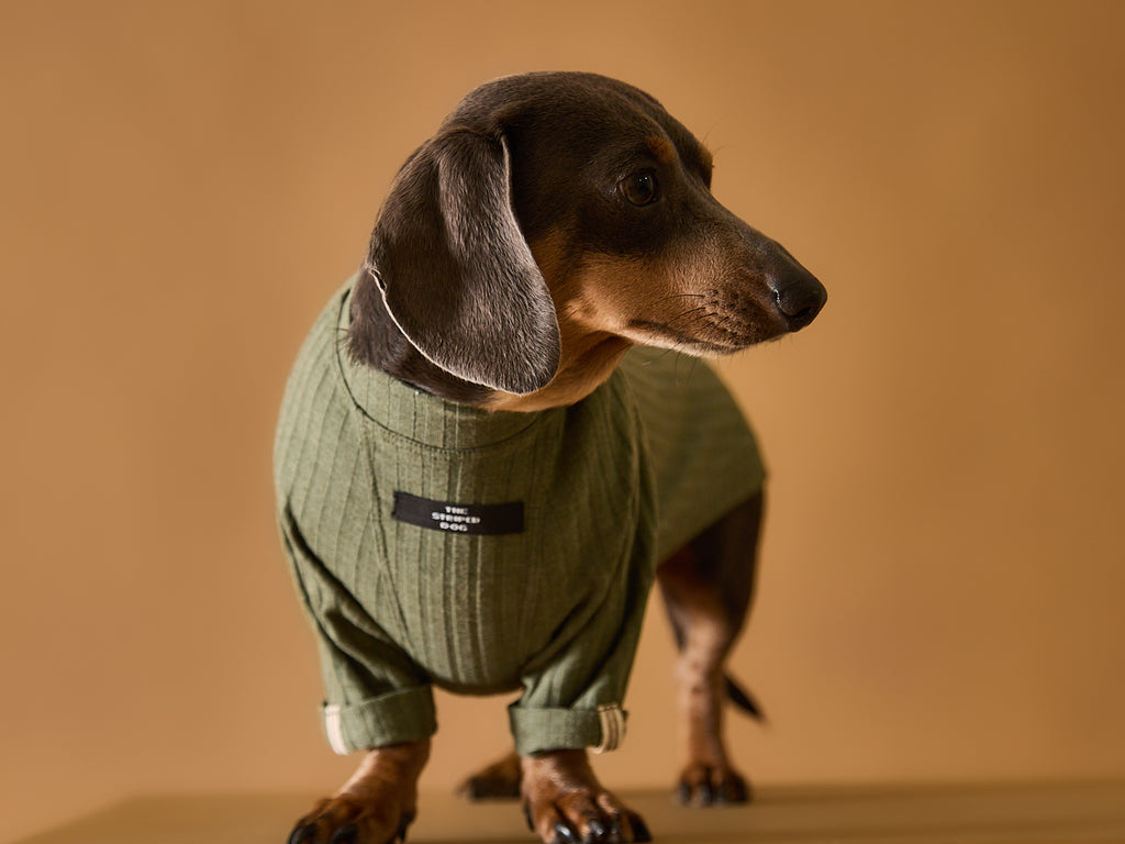 Dachshund Green Ribbed T-shirt CLAIRE