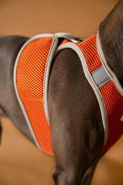 Italian Greyhound / Whippet Orange Neoprene Harness with Reflective Stripe CLAREMONT