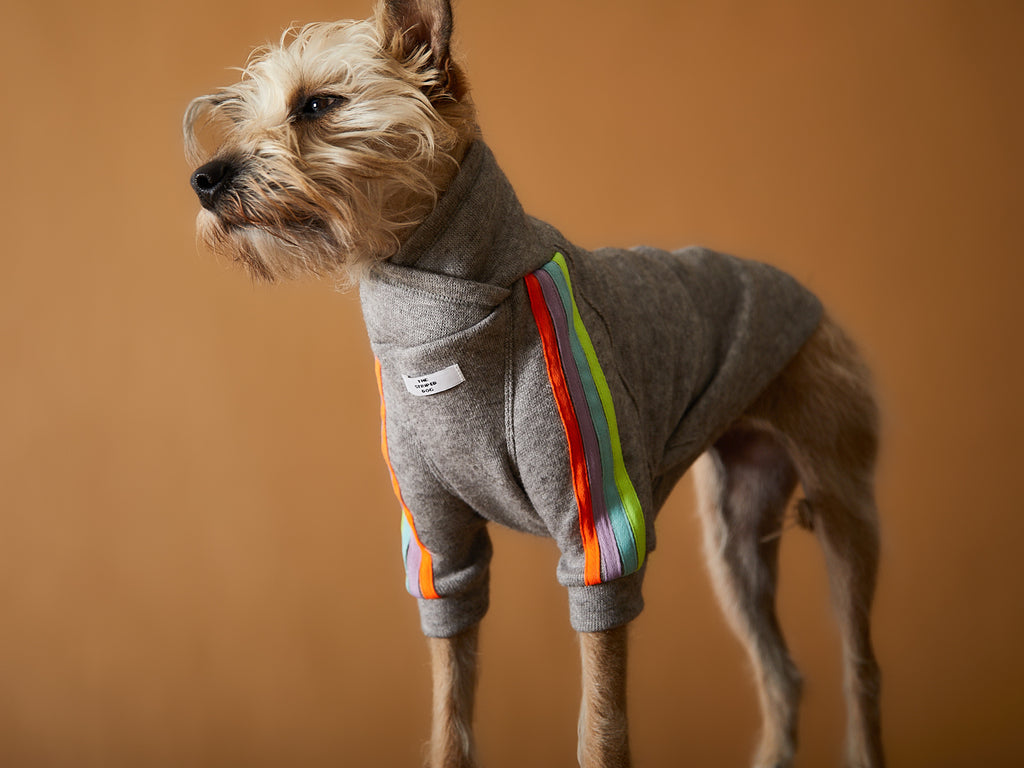 Grey sweater with neon stripes for dogs