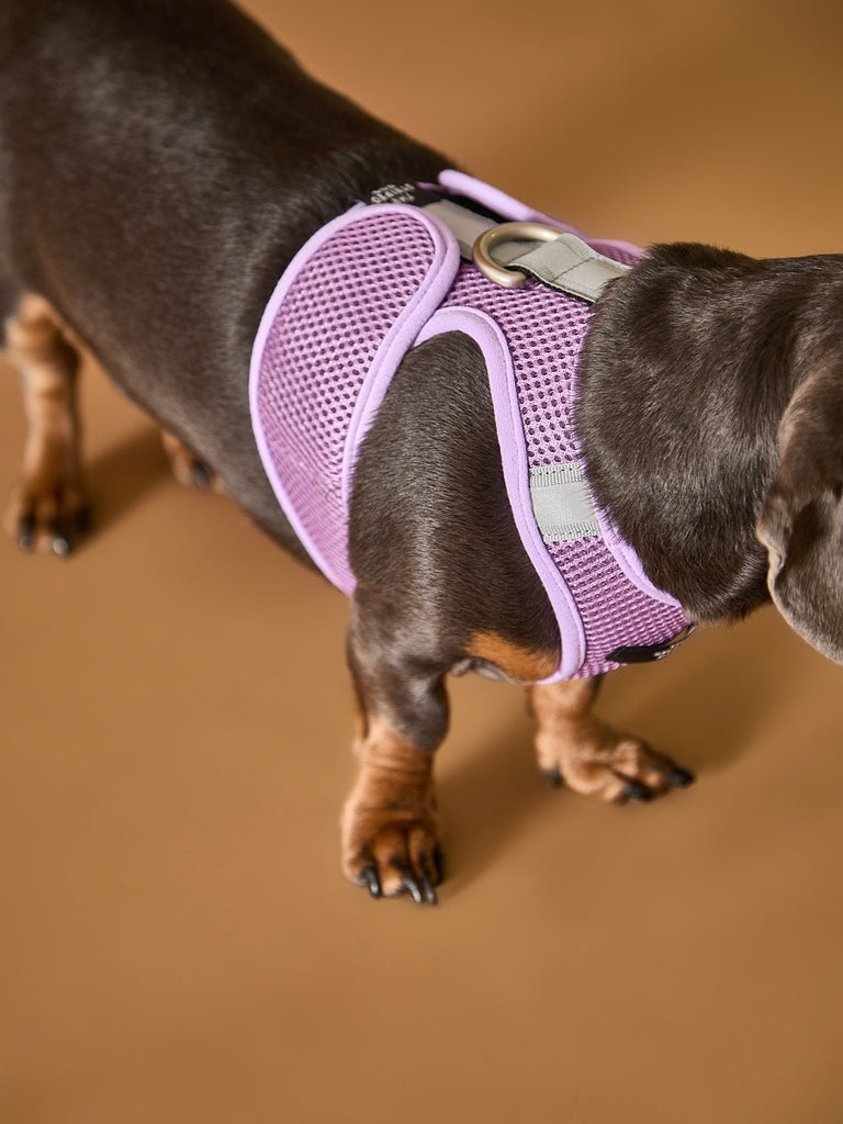 Lilac Neoprene Harness with Reflective Stripe CLAREMONT