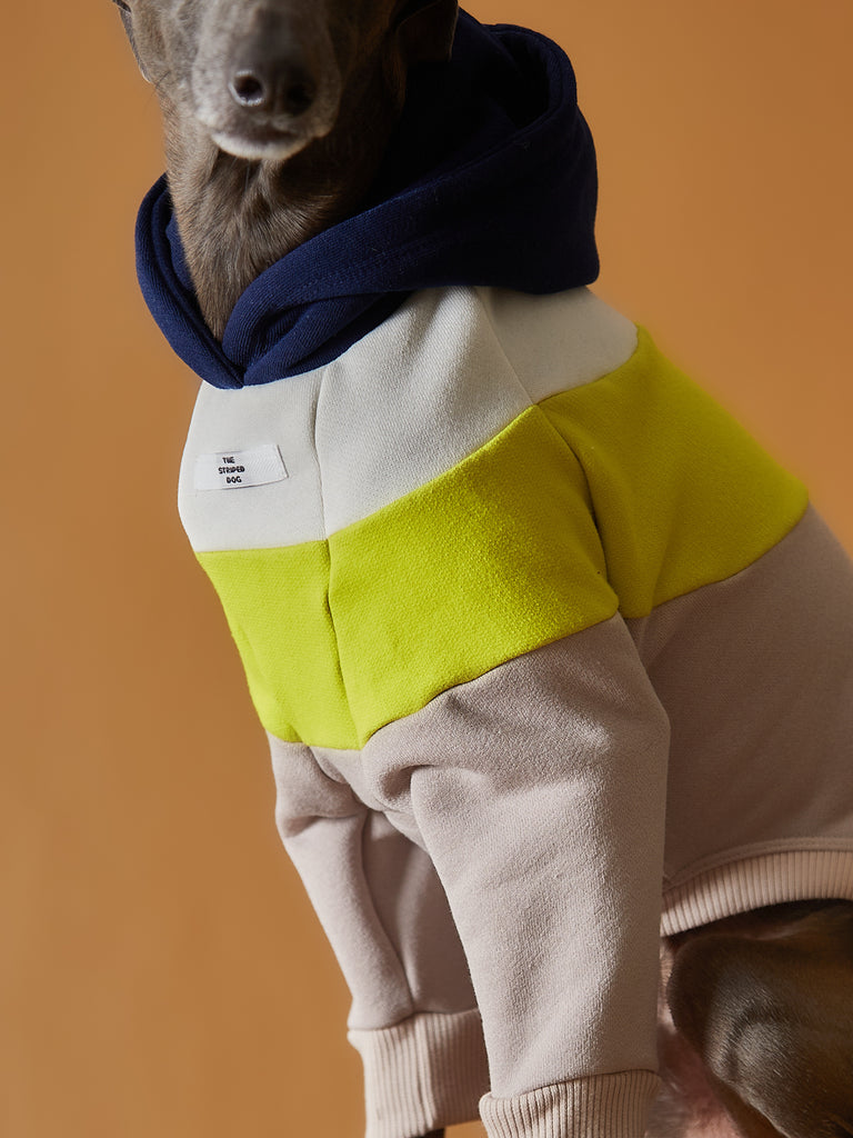 Color-blocked hoodie for Italian Greyhound and Whippet