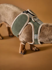 Military Green Neoprene Harness with Reflective Stripe CLAREMONT