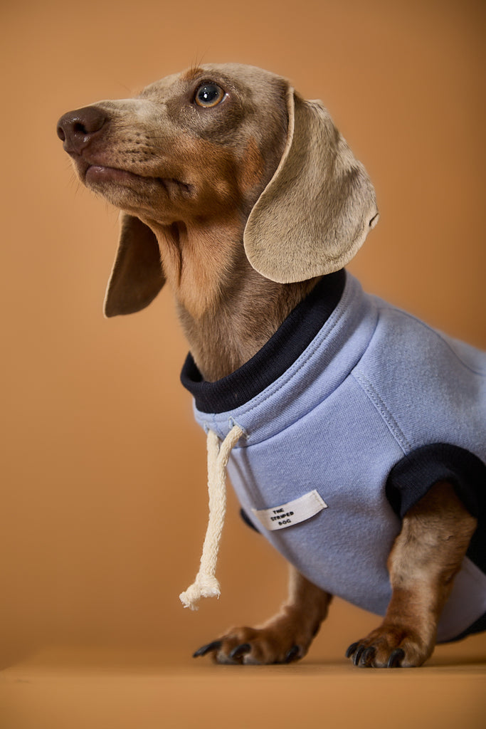 Dachshund Light Blue Turtleneck Vest SOPHIE