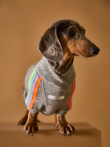 Grey lightweight sweater for Dachshunds