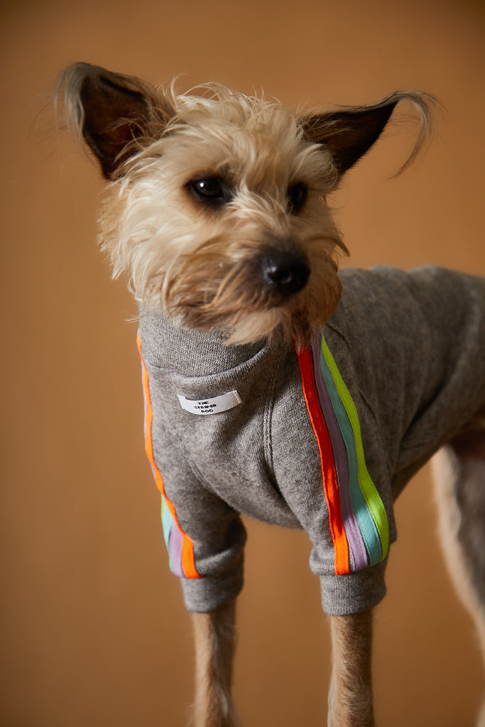 Comfortable sweater for dogs, grey