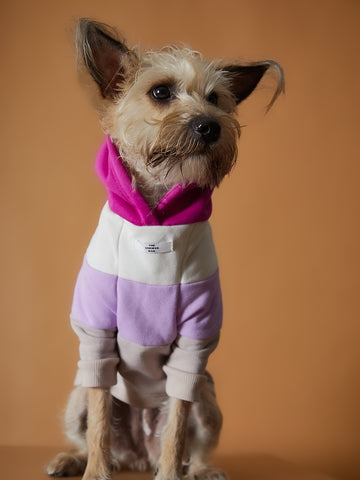 Color-blocked hoodie for dogs