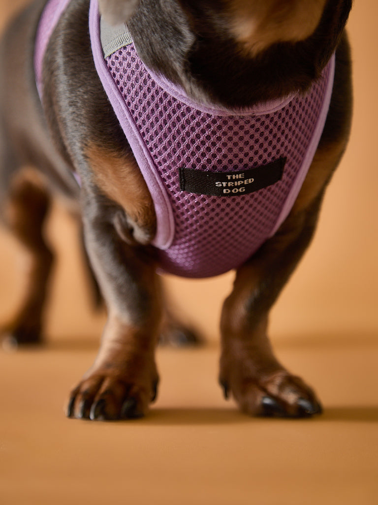 Lilac Neoprene Harness with Reflective Stripe CLAREMONT