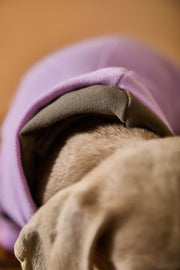 Dachshund Lilac Hoodie BRIE