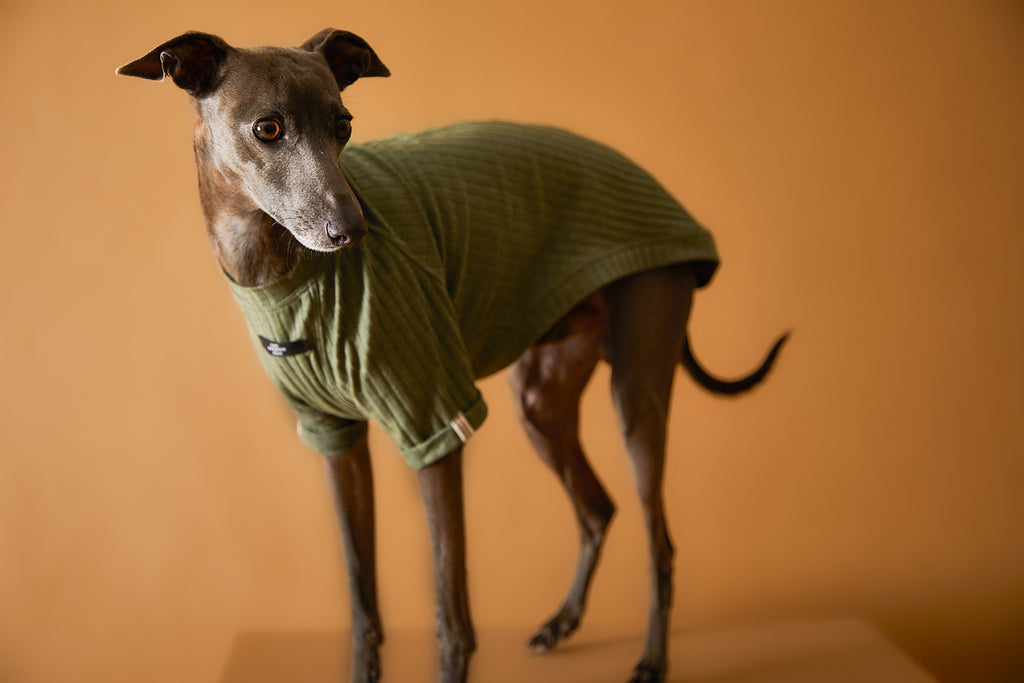 Italian Greyhound / Whippet Green Ribbed T-shirt CLAIRE