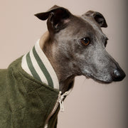 Dog wearing a green coat with a striped collar against a plain background