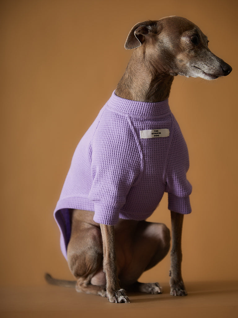 Italian Greyhound / Whippet Lilac T-shirt BALZAC