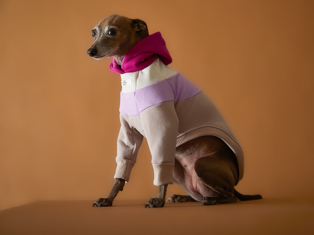 Color-blocked hoodie for Italian Greyhound and Whippet