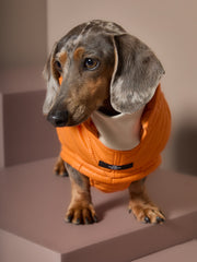 Dachshund Orange Puffer Turtleneck Jacket EMBER