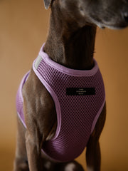 Italian Greyhound / Whippet Lilac Neoprene Harness with Reflective Stripe CLAREMONT